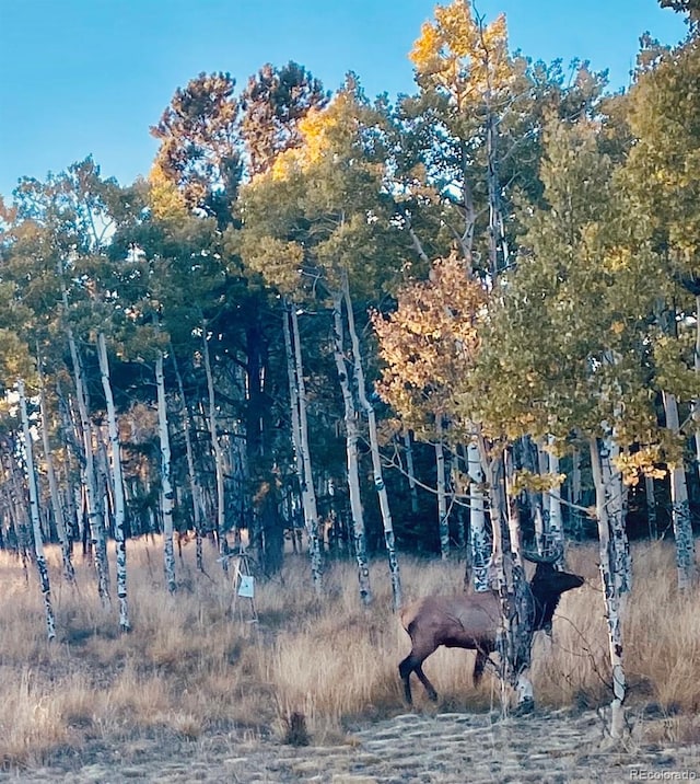 view of local wilderness