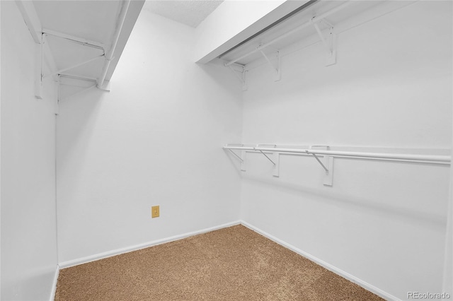 spacious closet featuring carpet floors