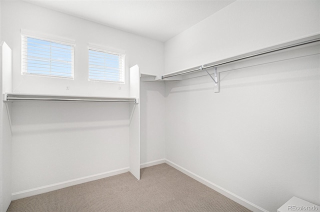 spacious closet featuring carpet flooring