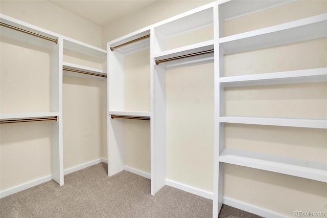 walk in closet with carpet flooring