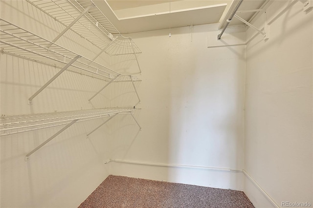 walk in closet featuring carpet flooring