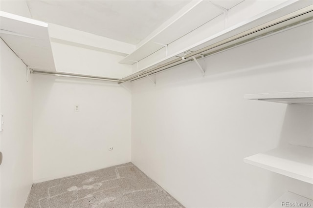 spacious closet featuring carpet floors