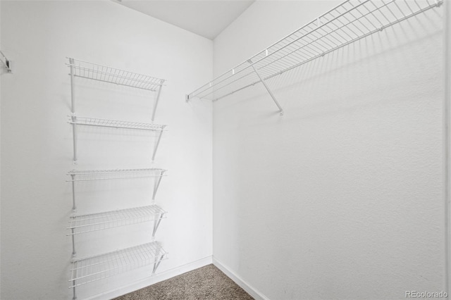 spacious closet featuring carpet flooring