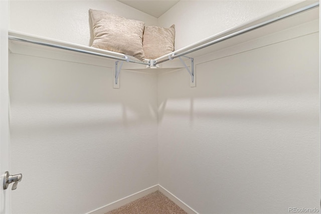 spacious closet featuring carpet