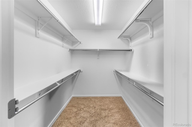 spacious closet featuring carpet floors