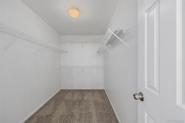 walk in closet featuring carpet flooring