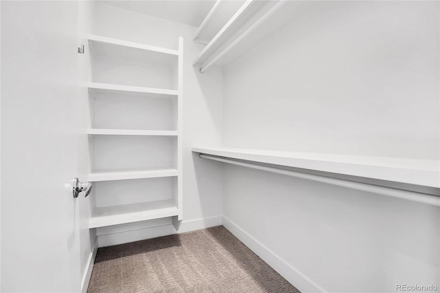 walk in closet featuring carpet floors