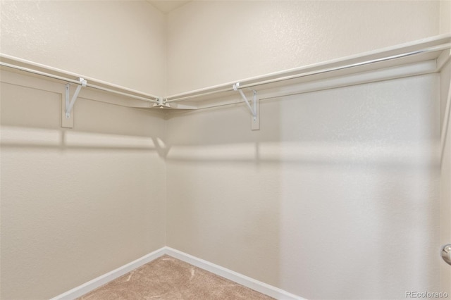 walk in closet with carpet flooring