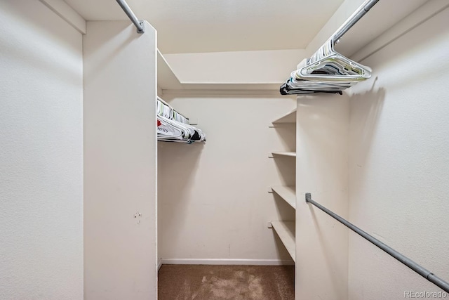 spacious closet featuring carpet