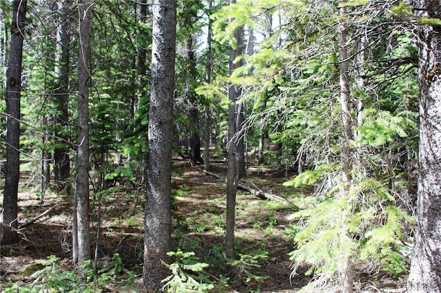 Listing photo 3 for LOT209 Upper Forest Rd, Idaho Springs CO 80452