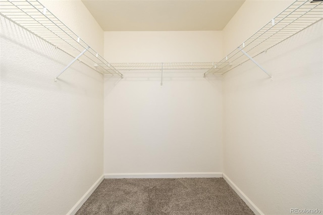 walk in closet featuring carpet floors