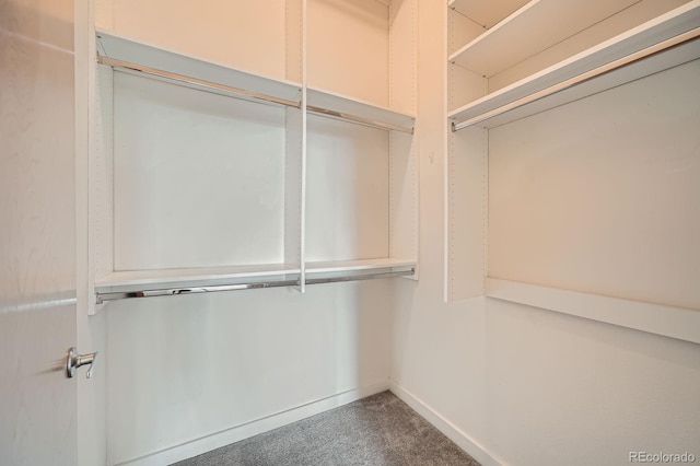 spacious closet featuring carpet