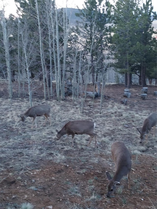 1040 Sheep Ridge Rd, Fairplay, CO 80440 - view of nature