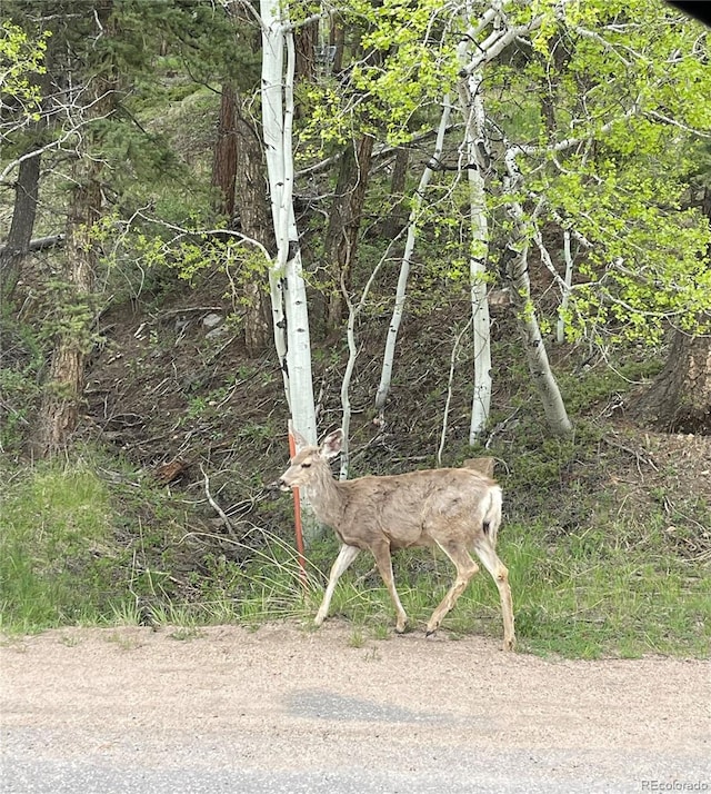 30862 Pike View Dr, Conifer CO, 80433 land for sale