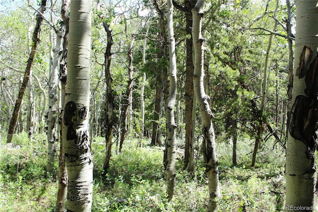Wild Wagoner Trl, Dumont, CO 80436