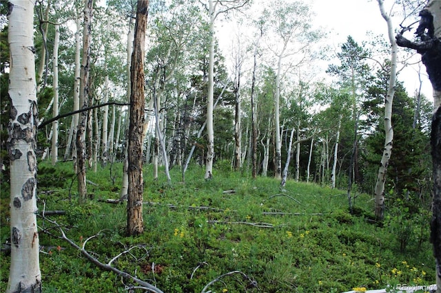 Wild Wagoner Trl, Dumont, CO 80436