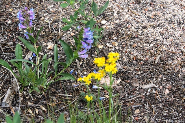Wild Wagoner Trl, Dumont, CO 80436