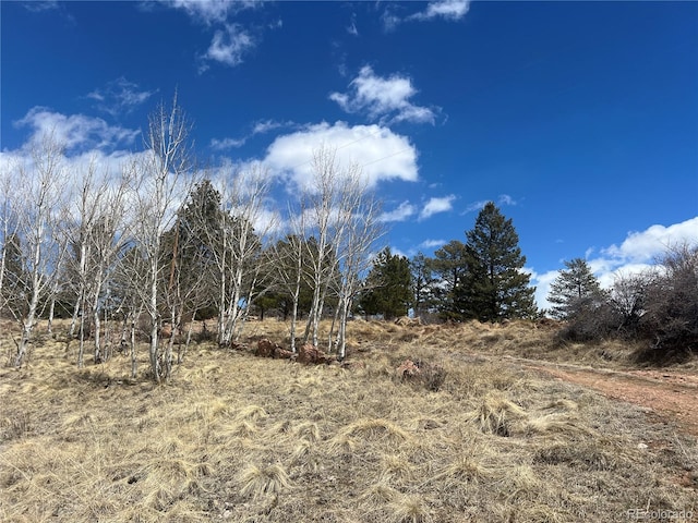 view of local wilderness