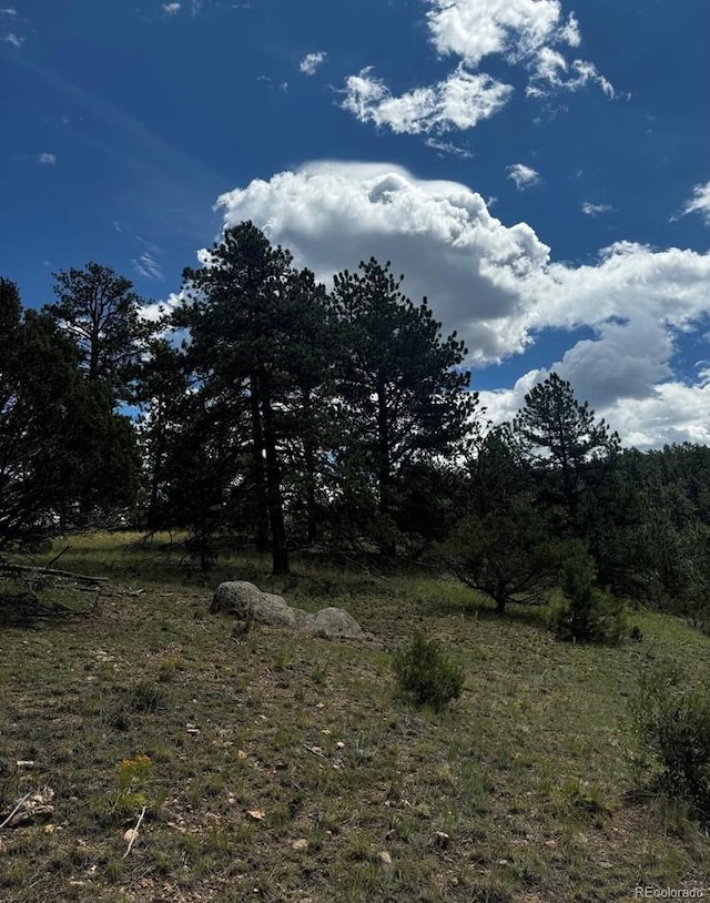 view of local wilderness