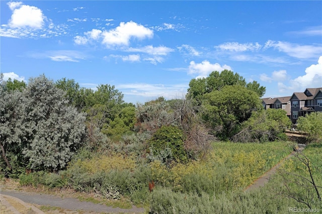 view of local wilderness