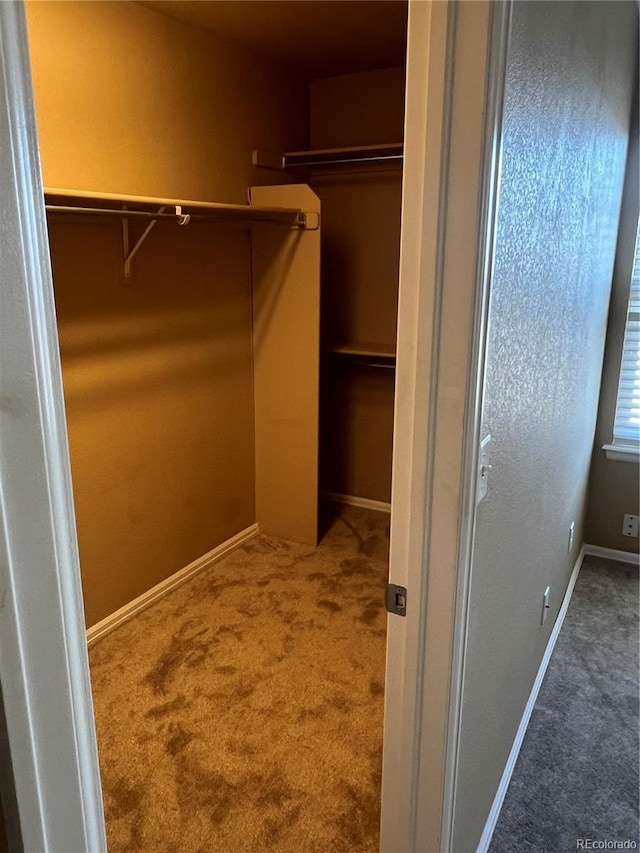 walk in closet featuring carpet flooring