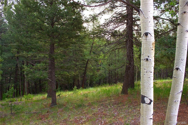 Ellis Lake, Ellis Lake, Divide, CO 80814 - photo 4