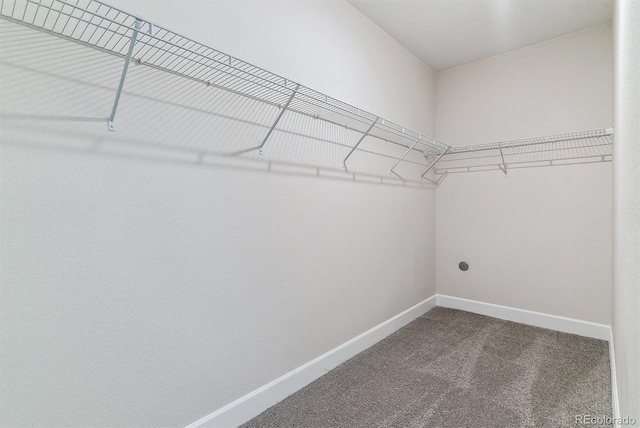 spacious closet featuring carpet flooring