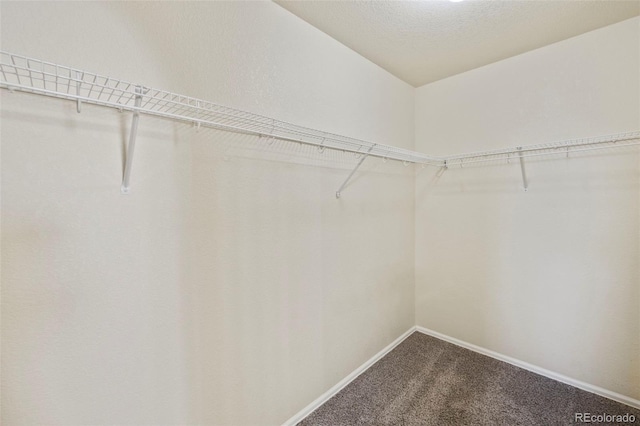 walk in closet with carpet floors