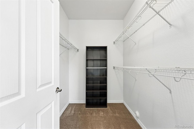 spacious closet featuring carpet floors