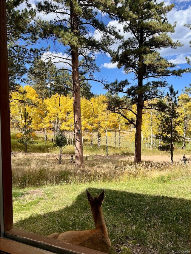 14 Aspen Dr, Bailey, CO 80421 - view of yard