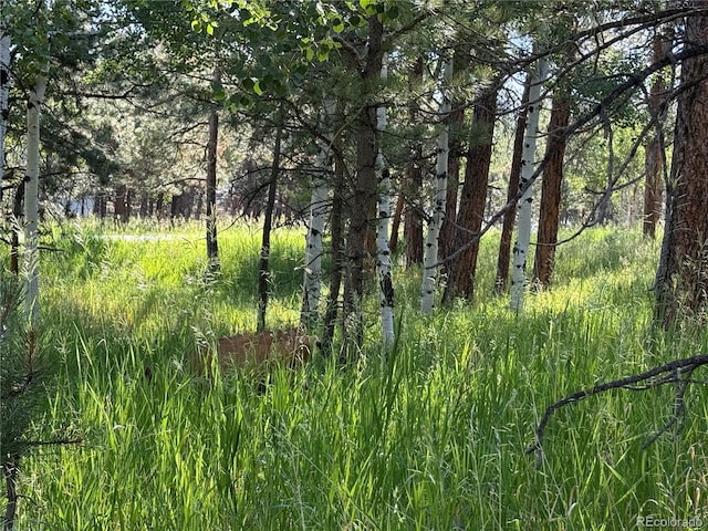 14 Aspen Dr, Bailey, CO 80421 - photo 35