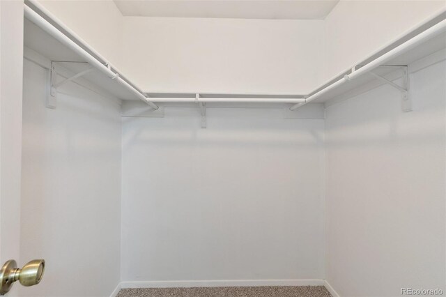 spacious closet with carpet flooring