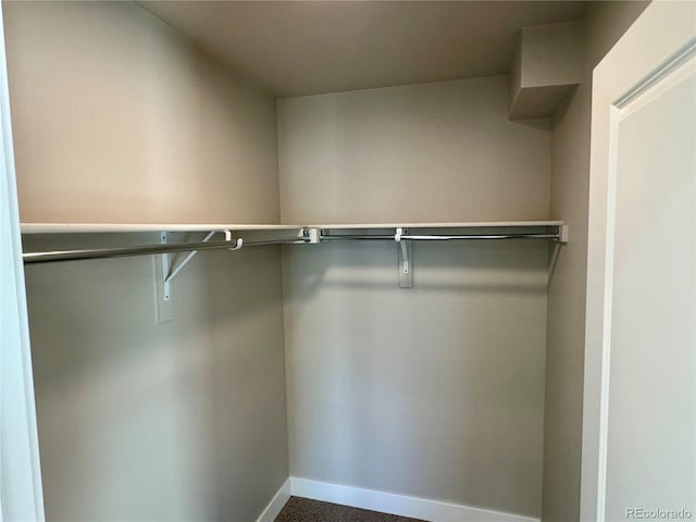 spacious closet featuring carpet flooring