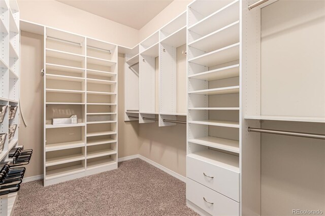 spacious closet featuring carpet flooring