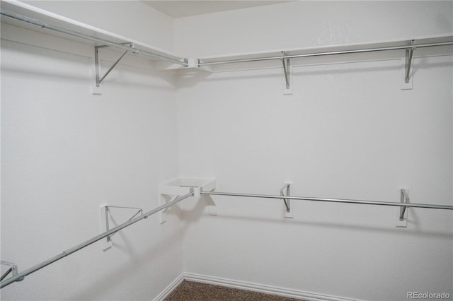spacious closet featuring carpet flooring