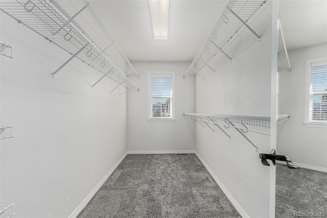 spacious closet with carpet