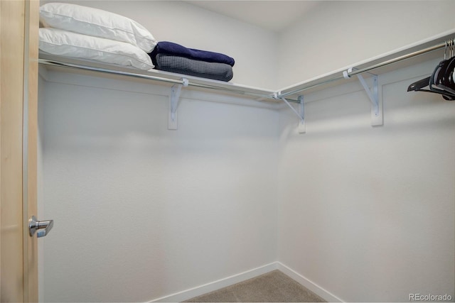 walk in closet featuring carpet flooring