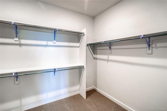 spacious closet featuring carpet floors