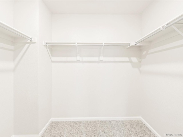 walk in closet with carpet flooring