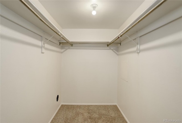 walk in closet with carpet flooring