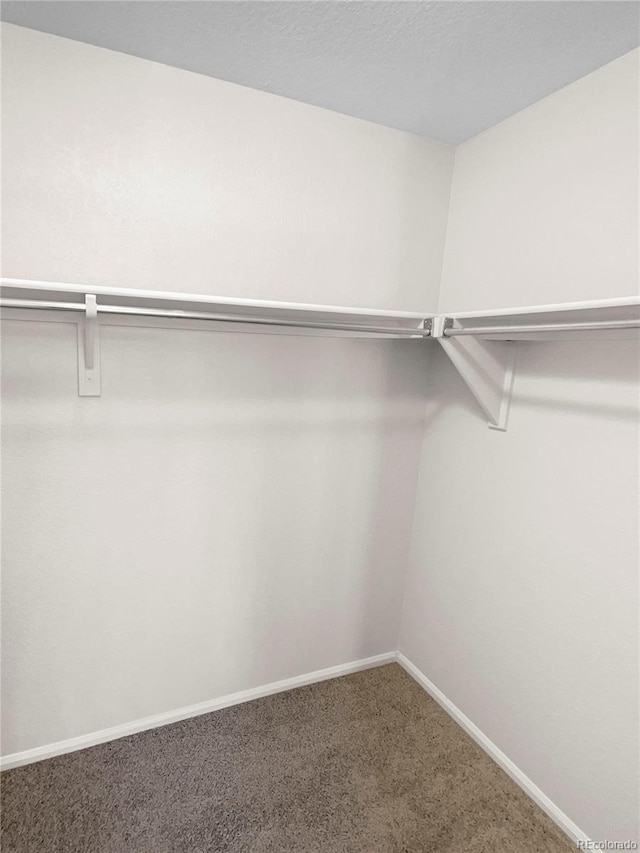 walk in closet featuring carpet flooring