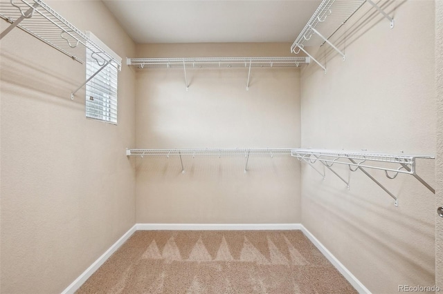 2605 Gray Wolf Loop, Broomfield, CO 80023 - spacious closet with carpet