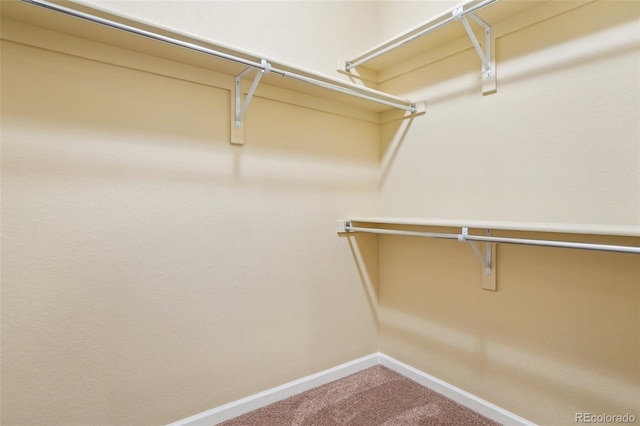 2605 Gray Wolf Loop, Broomfield, CO 80023 - walk in closet with carpet flooring