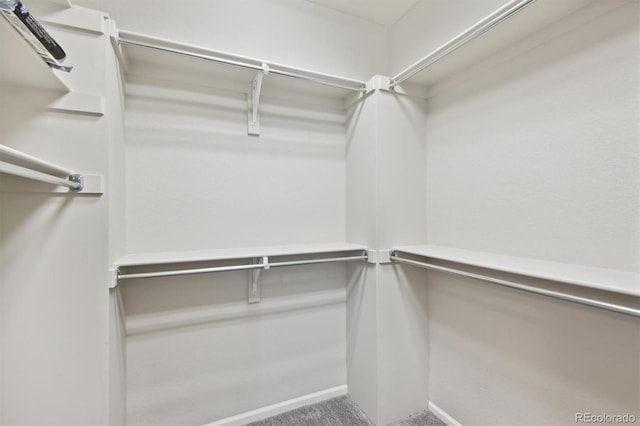 spacious closet featuring carpet