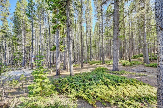 LOT171 Lower Forest Rd, Idaho Springs, CO 80452 - photo 15