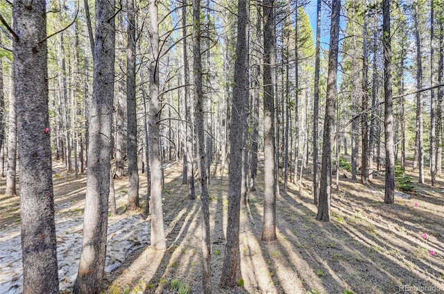 LOT171 Lower Forest Rd, Idaho Springs, CO 80452 - photo 16