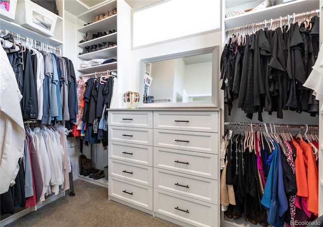 6235 Stable View St, Castle Pines, CO 80108 - walk in closet with light carpet