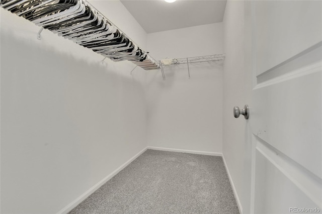 walk in closet featuring carpet flooring