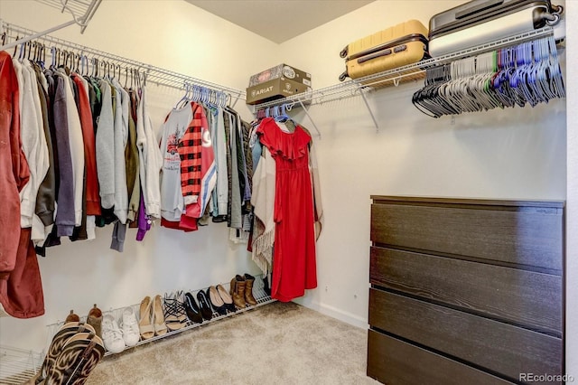 spacious closet featuring carpet flooring