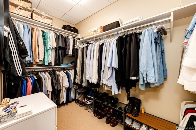 walk in closet featuring a paneled ceiling and carpet